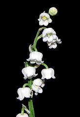 Lily of the Valley