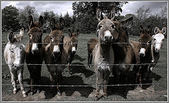 group of donkeys