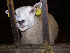 sheep in jail
