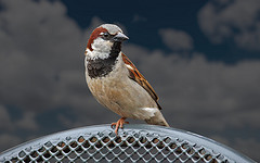 3657623430_160e4daf81_m