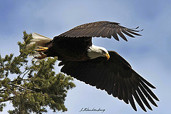 13717545415_b933c49abb_m