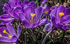 13945879931_5417728c44_m