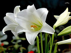 8521048694_26038732e5_m