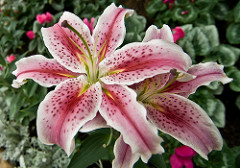 2704343536_b7c8a786aa_m